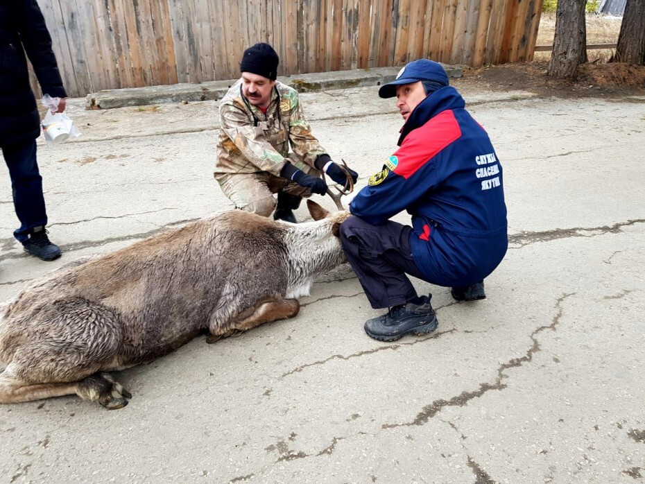 Служба спасения спасла дикого оленя в Алданском районе