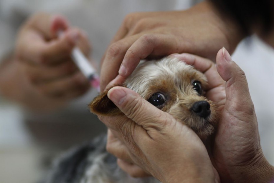 Проводится бесплатная вакцинация домашних животных