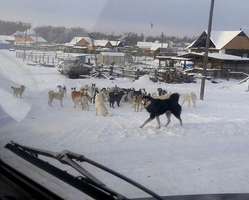 Свора собак наводит ужас на жителей села Чурапча