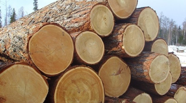 Крупнейшая контрабанда древесины в Китай на 700 млн рублей обнаружили таможня и ФСБ