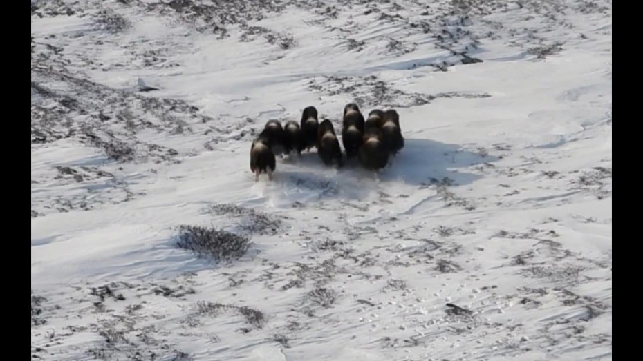 Якутские овцебыки хорошо адаптировались к условиям Магаданской области