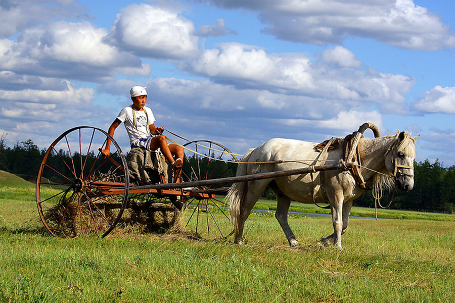 Сахастат: в Якутии падают объемы сельского хозяйства