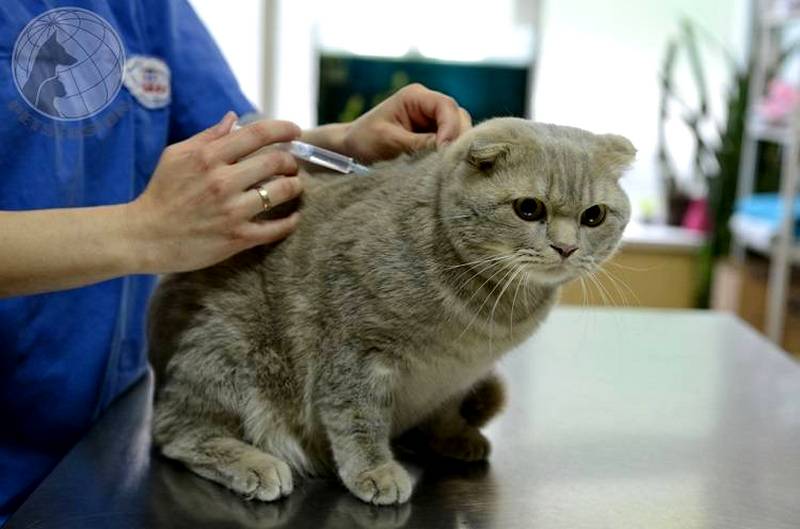 В Якутске проведут бесплатную вакцинацию животным от бешенства