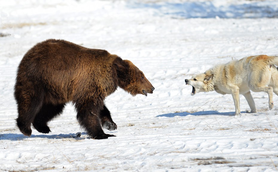 Минэкологии Якутии призывает отменить мероприятия по притравке на медведя