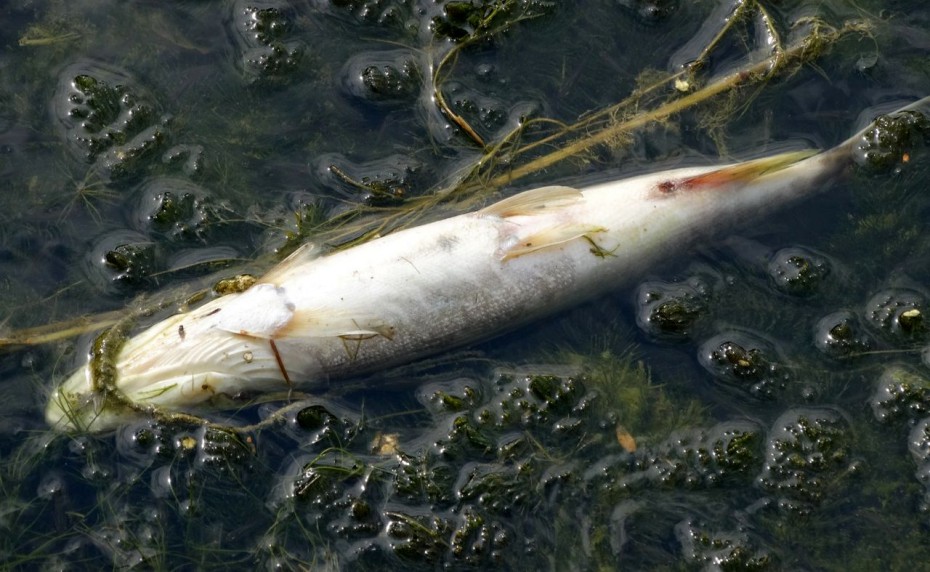 Министерство экологии Якутии: подтверждения фактам массовой гибели рыбы - нет