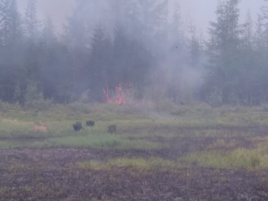 Оперативная информация о лесных пожарах на 18 июня