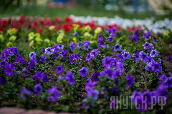 В Якутске высажено около 1 миллиона цветов
