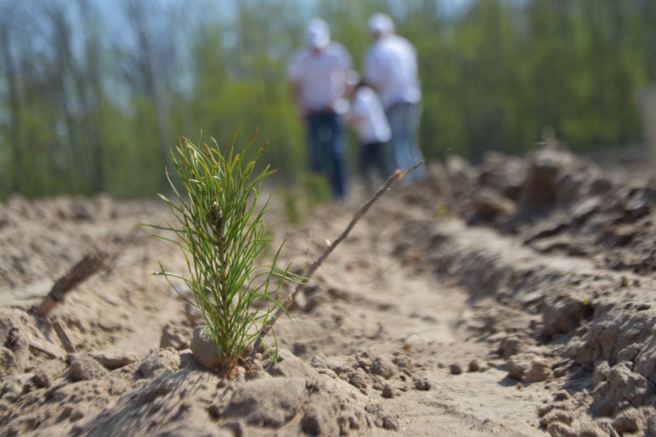 В ходе акции «Всероссийский день посадки леса» высажено 64 миллиона деревьев