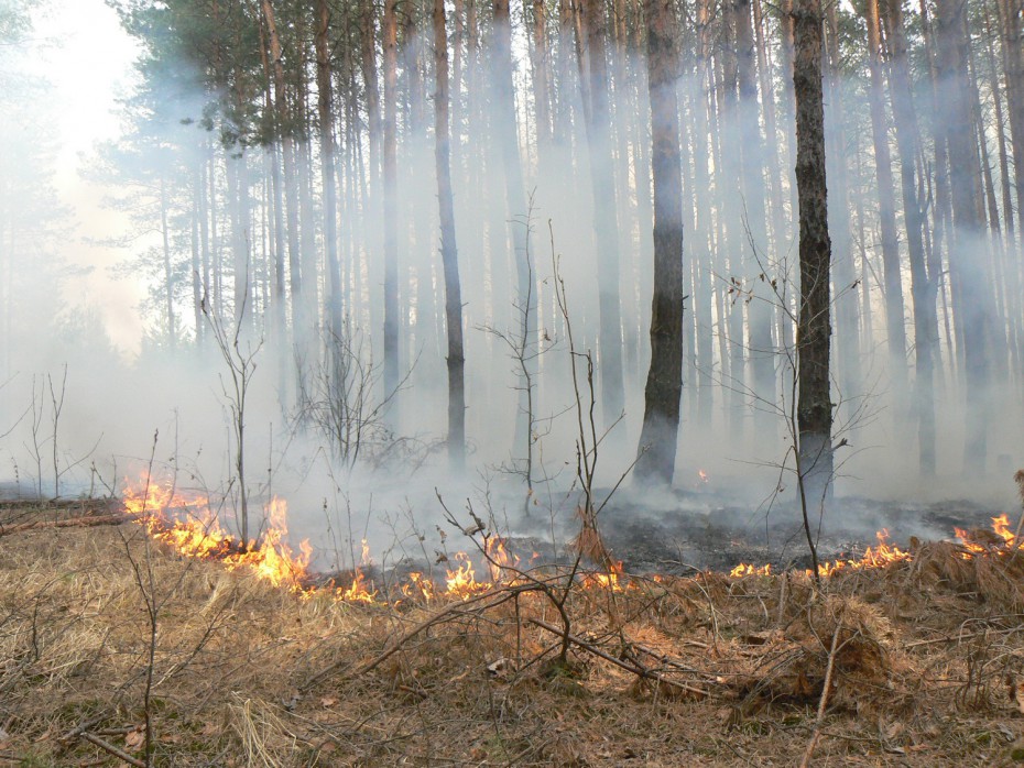 Оперативная информация о лесных пожарах на 10 июня 2019 г.