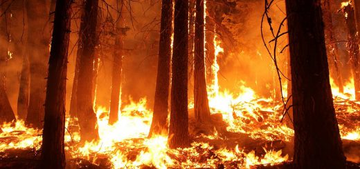 ﻿В Амгинском районе вынесен приговор в отношении местного жителя, действия которого привели к пожару, уничтожившему 30 гектаров лесных насаждений