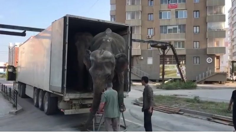 Якутяне подписывают петицию против цирков с участием диких животных в республике