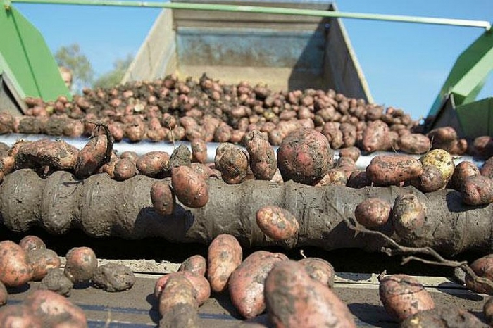 Фермеру угрожавшему картофельным маршем минсельхозу Якутии помогут с овощехранилищем