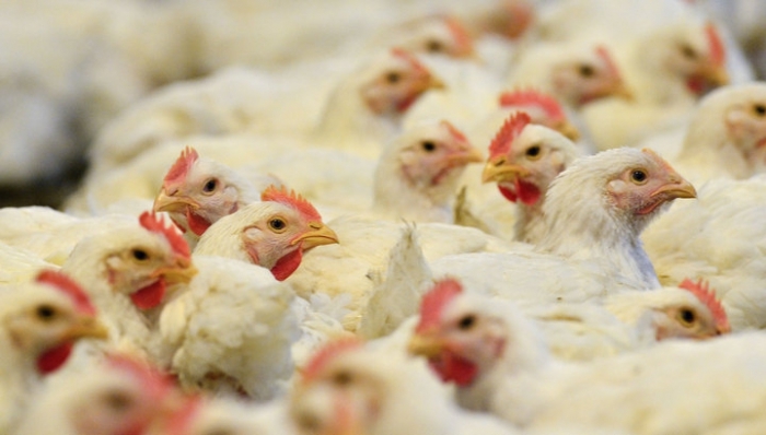 Казахстан запретил российские бисквиты и цыплят