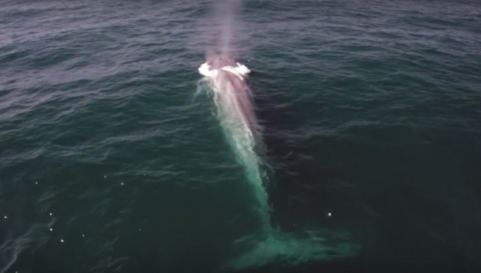 Fail: Синий кит показался, когда британский журналист говорил, что китов трудно найти (+Видео)