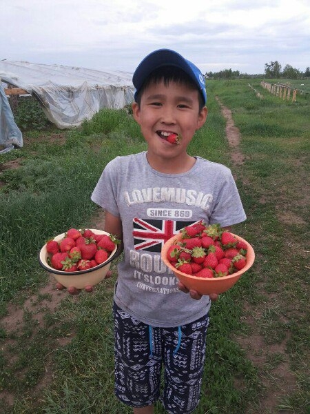 Доказано простыми жителями: клубника в Якутии дает хороший урожай