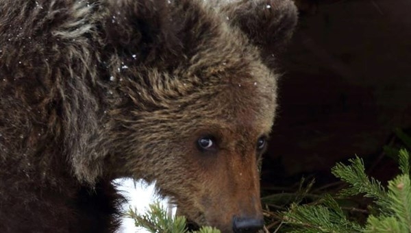 В Томске медведь оторвал руку по плечевой сустав девушке