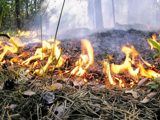 В два раза меньше с прошлым годом: информация о лесных пожарах на территории Якутии на 27 мая