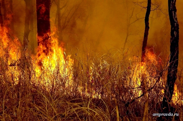 В Приамурье 24 сотрудника лесхозов привлечены к ответственности за пожары