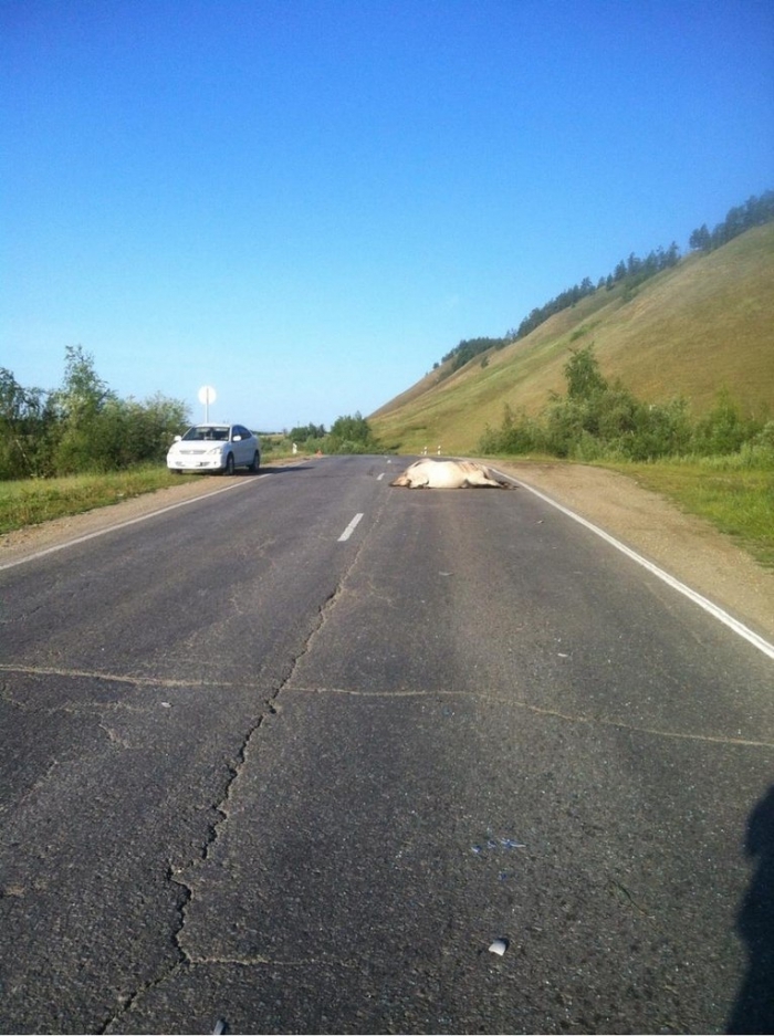 В Якутии при столкновении автомобиля с лошадьми погиб водитель