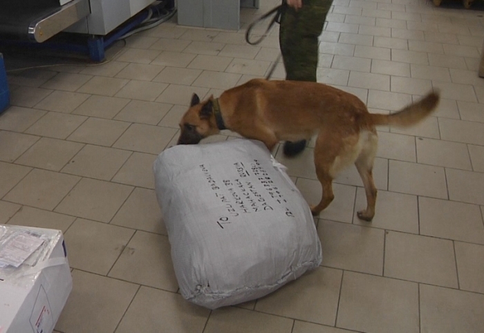 Служебная собака регулярно выявляет на почте отправления с наркотиками