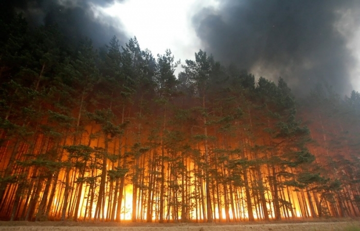 Ответственность за лесные пожары должны нести конкретные люди