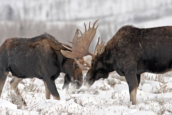 В Якутии полицейские уличили двух мужчин в незаконной охоте на лосей