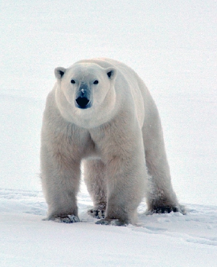 27 февраля – международный день белого медведя