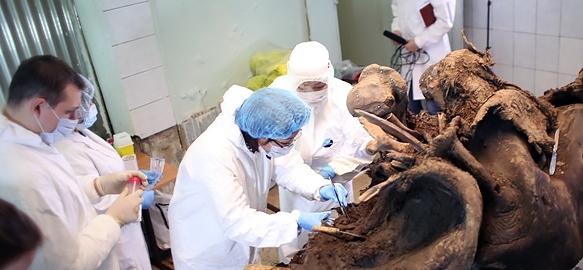 «Возрождение мамонта»: в СВФУ открылся Центр молекулярной палеонтологии