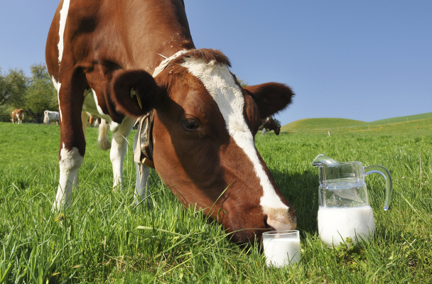 Исследование: коровы в якутских хозяйствах дают "неправильное" молоко 