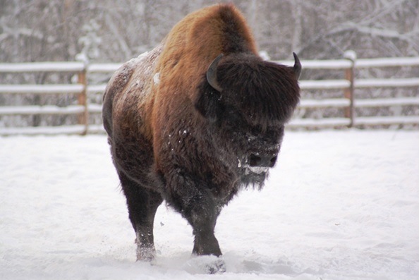 Рога и копыта: бизонов подготовили к зимовке 