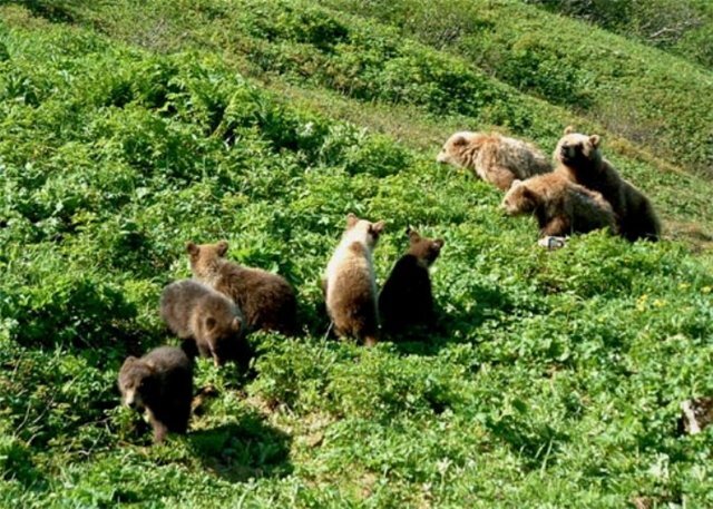 Медведи оккупировали Алданский район Якутии