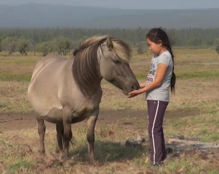 Две тысячи километров, посвященные якутской лошади (видео) 