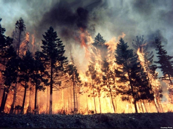 Площадь дальневосточных земель, пройденных лесными пожарами за сутки, сократилась в сотни раз