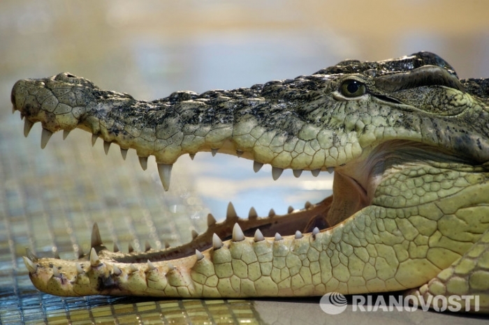 Крокодил Федя пострадал в Мурманске после падения на него бухгалтера
