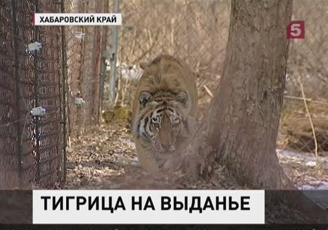 Сотрудники зоопарка "Орто Дойду" подыскивают жениха для тигрицы Ани (ВИДЕО)