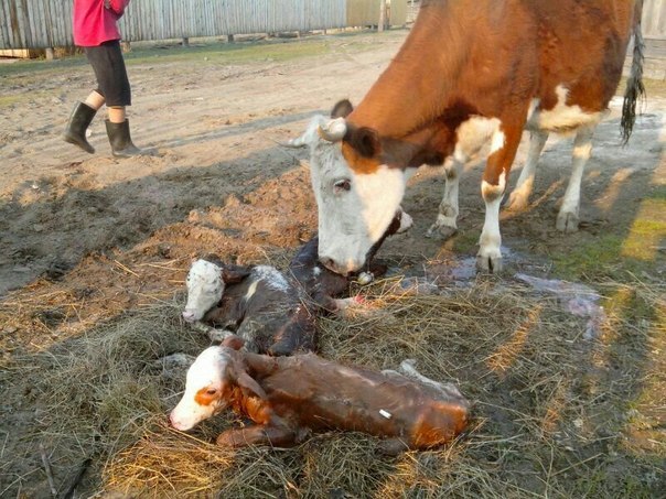 Фотофакт: в селе Павловск корова родила тройню