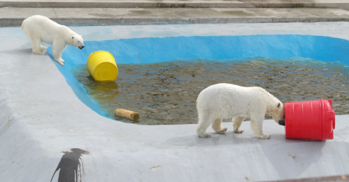 Белые медведи Колымана и Ломоносов получили новые игрушки (видео)