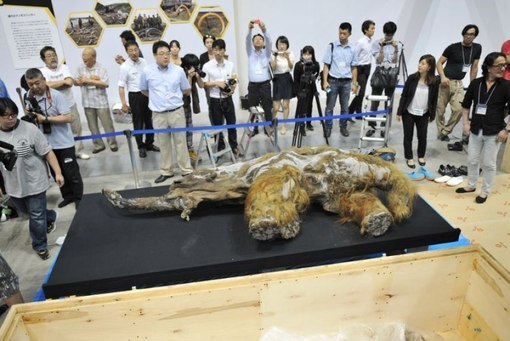 Выставка о мамонтенке Юке пройдет на Тайване с 16 ноября по 2 марта