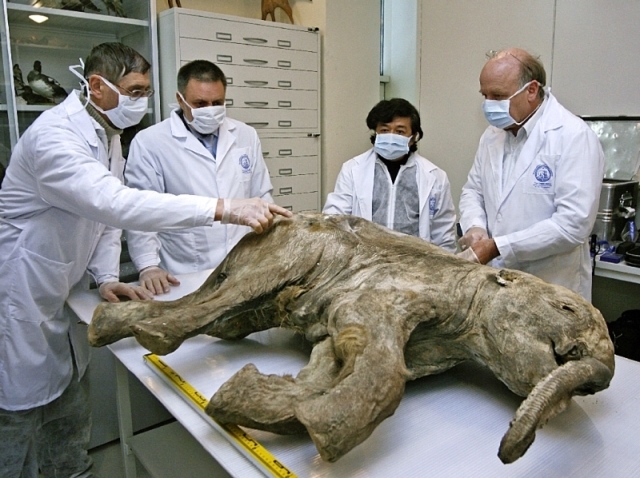 Международная группа ученых приедет в Якутск для исследования туши  Малоляховского мамонта