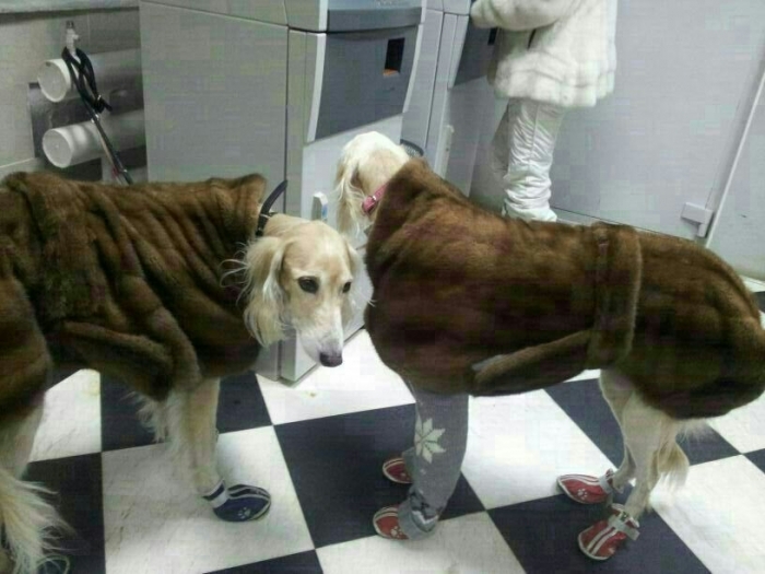 Фотофакт: в Якутске шубы носят даже собаки