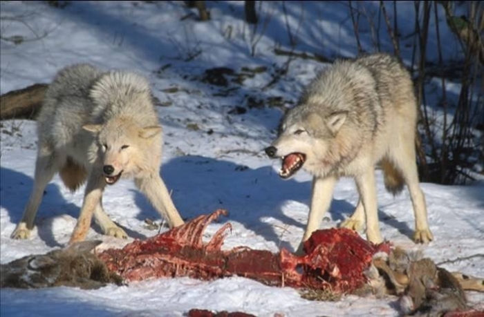 На границе Якутска уничтожено 11 волков