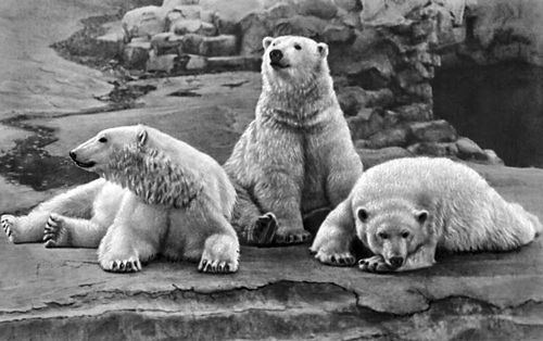 В Якутске полицейские изъяли у мужчины три шкуры белого медведя