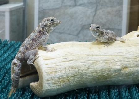 В Ярославском музее открылась выставка рептилий