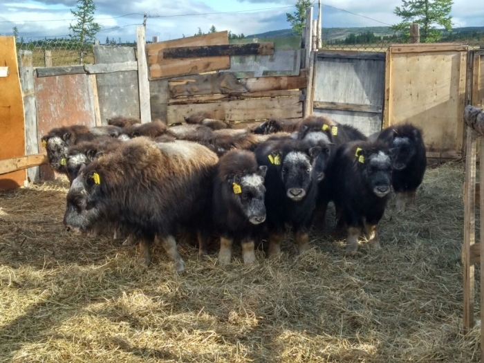 Овцебыки из Ямала прибыли в Тикси