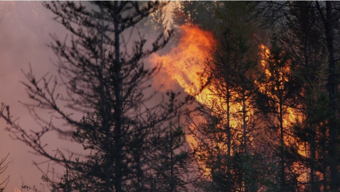 Власти Якутии ответили на обвинения в бездействии при тушении лесных пожаров