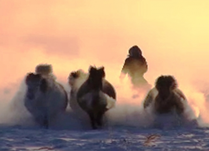 Якутской лошадью заинтересовались в National Geographic (+видео)