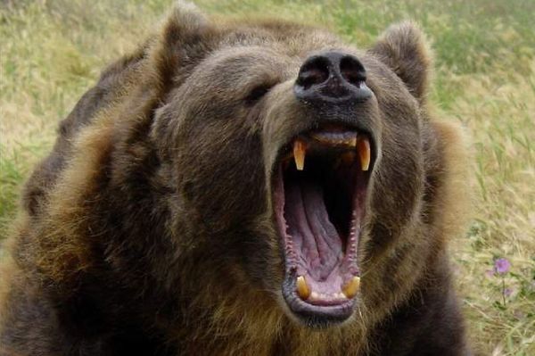 Житель Якутии убил ножом напавшего на него медведя