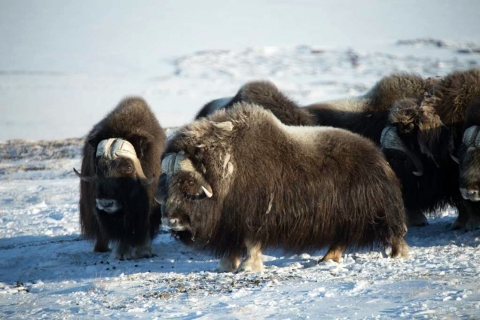 В Якутии готовятся к завозу овцебыков из Ямало-Ненецкого автономного округа