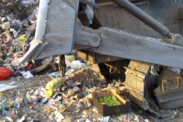 37 килограмм свежих подкарантинных польских груш раздавили бульдозером в Якутске