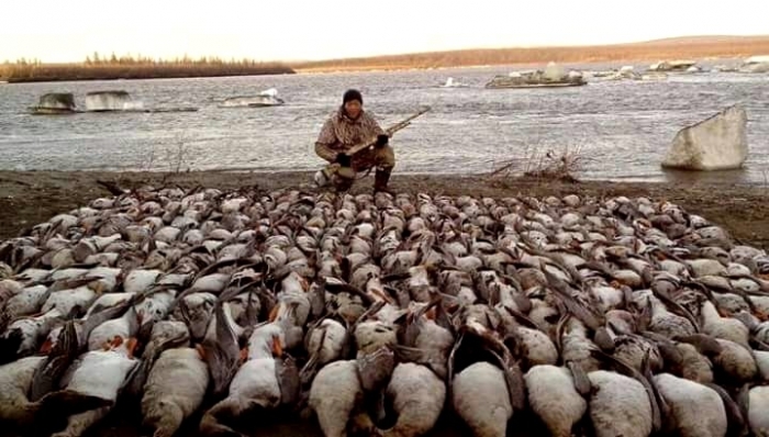 Якутского охотника, добывшего большое количество гусей и уток, могут привлечь к уголовной ответственности